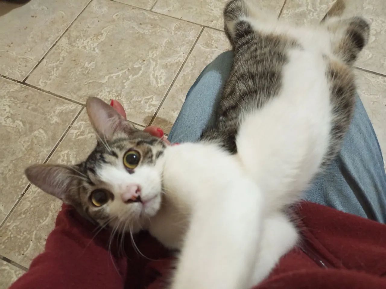 Gatinho para adoção  - Foto 2