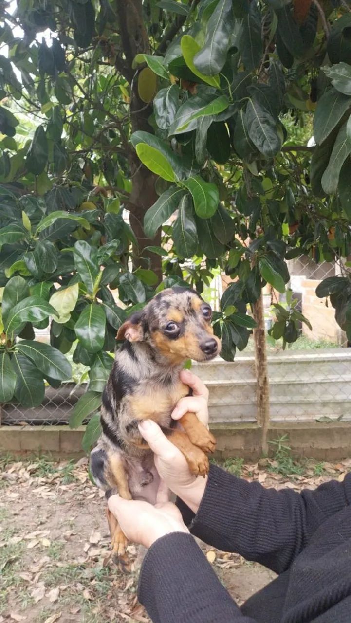 Vendo Pincher macho - Foto 2