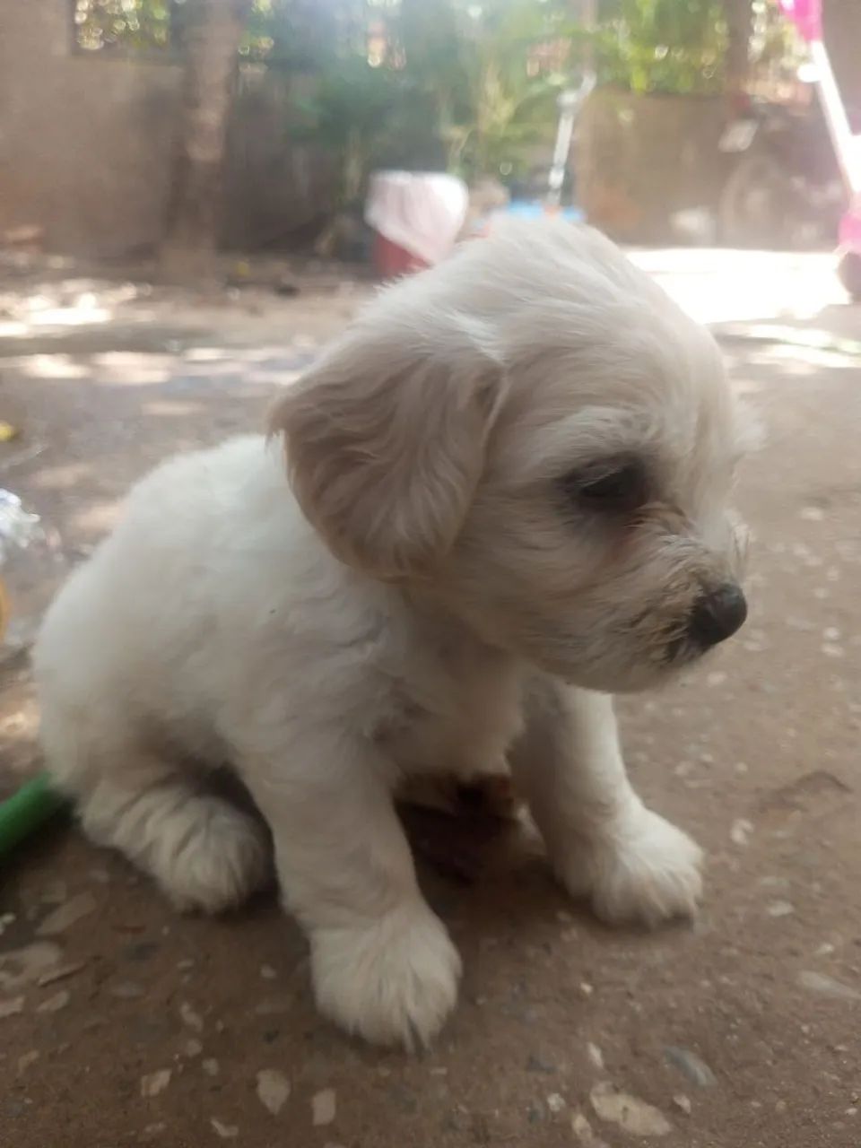 Poodle Tipo 1 - Foto 4