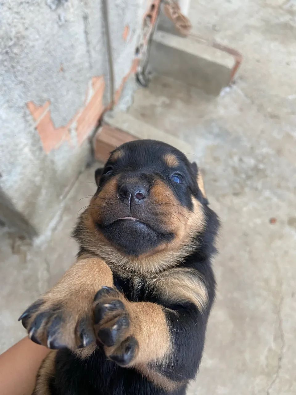 Rottweiler  - Foto 4