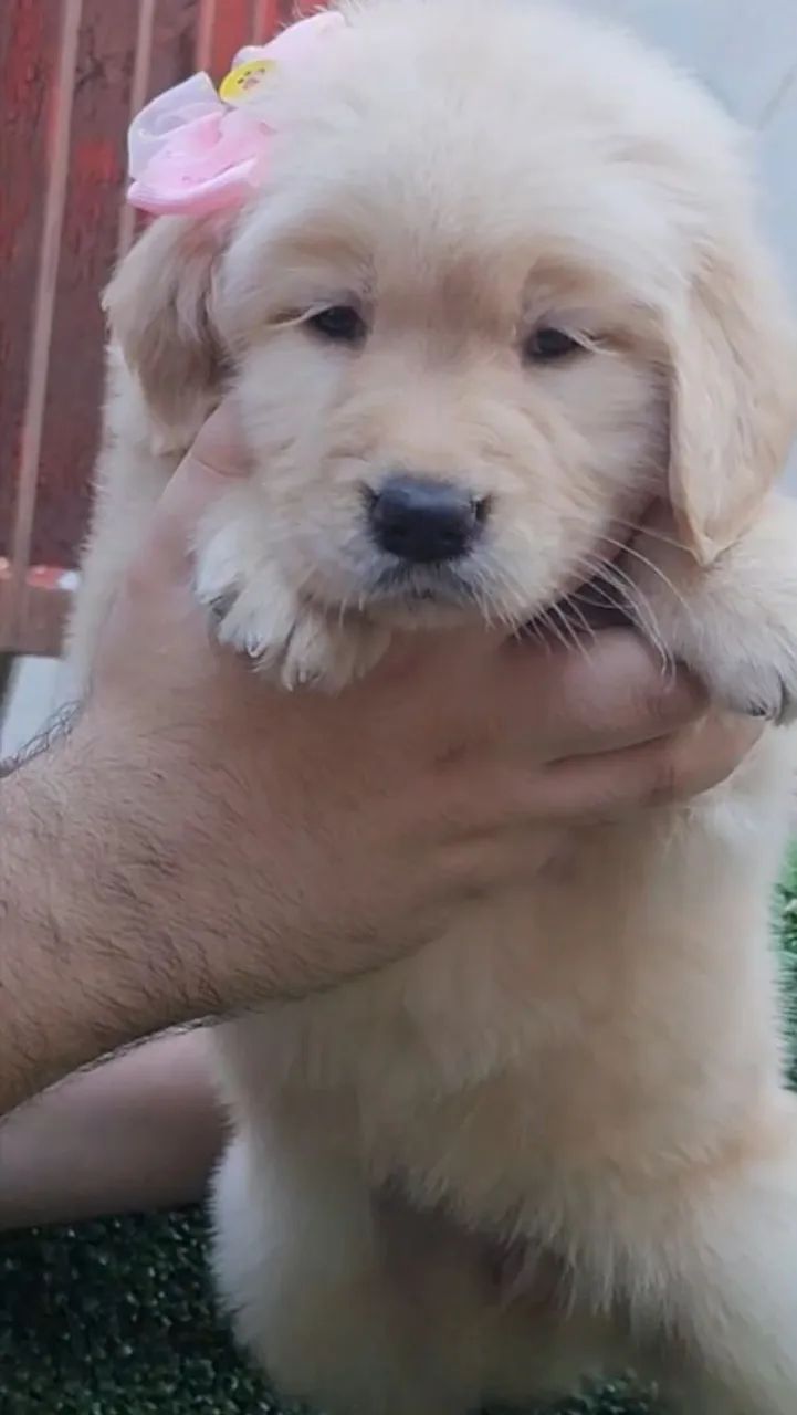 Golden Retriever  - Foto 3