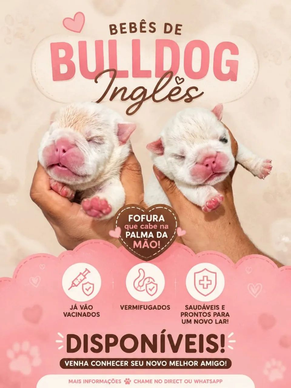 Bulldog 
