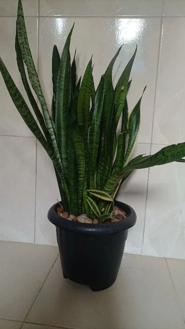 Vende se