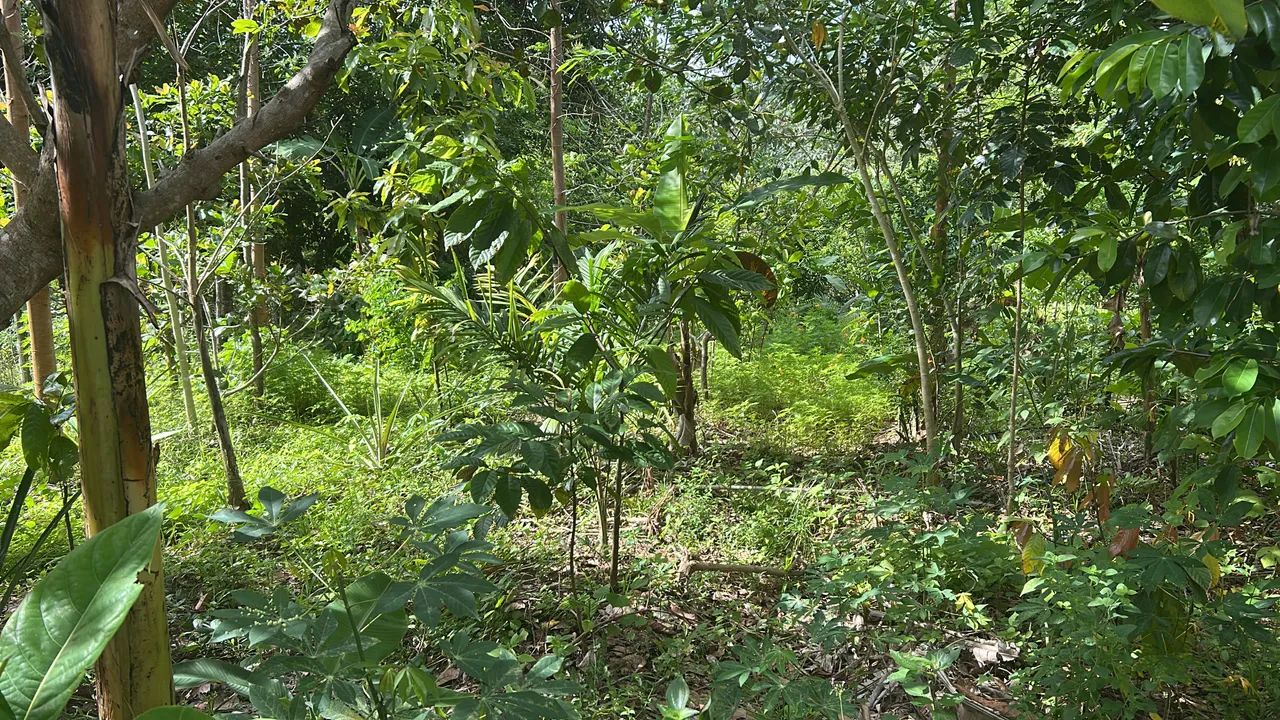 Lugar de paz e tranquilidade sítio todo plantado 