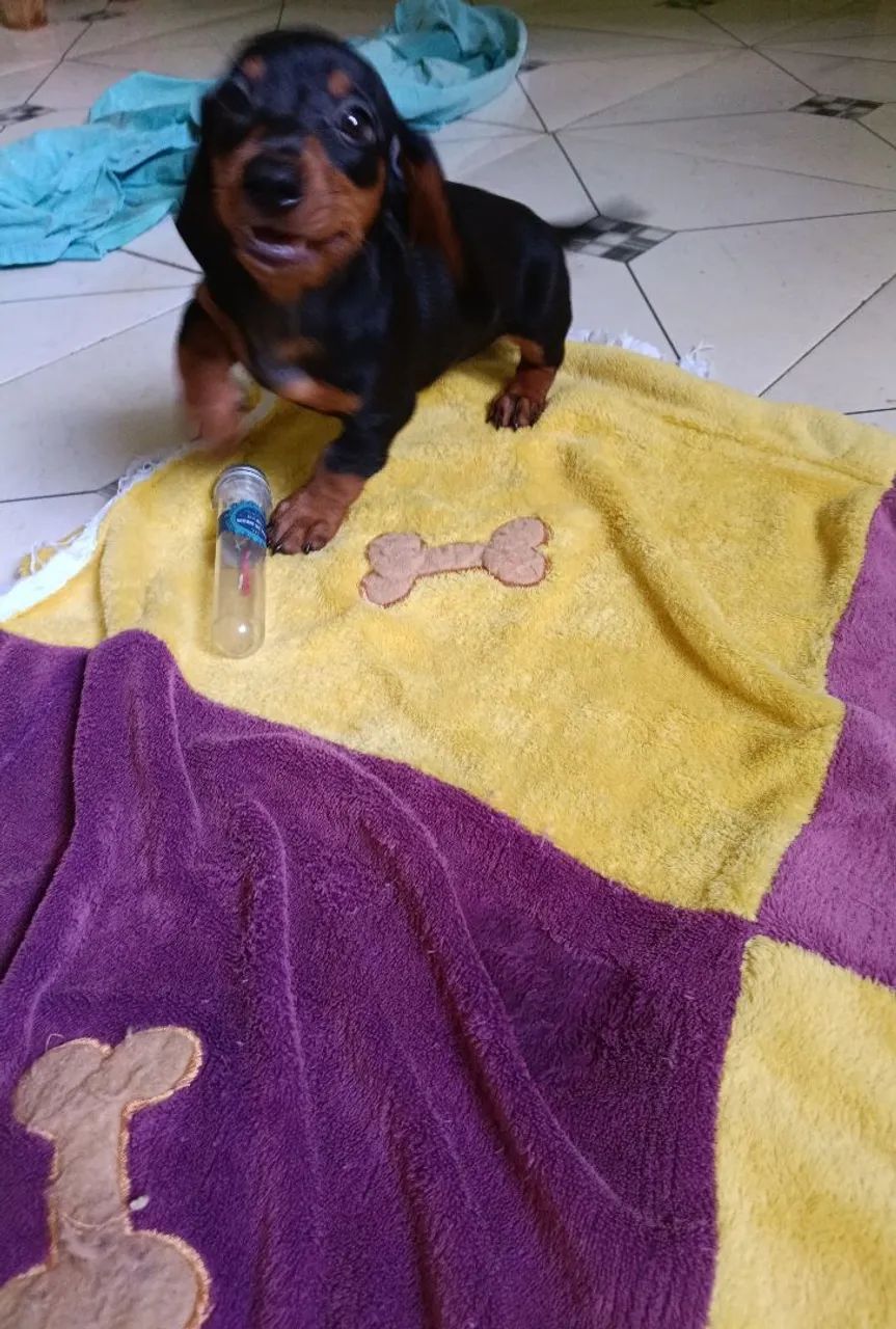 Filhote de dashund macho original de pai e mãe  - Foto 5