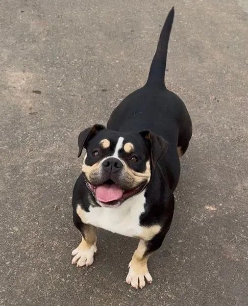 American bully puro  - Foto 4