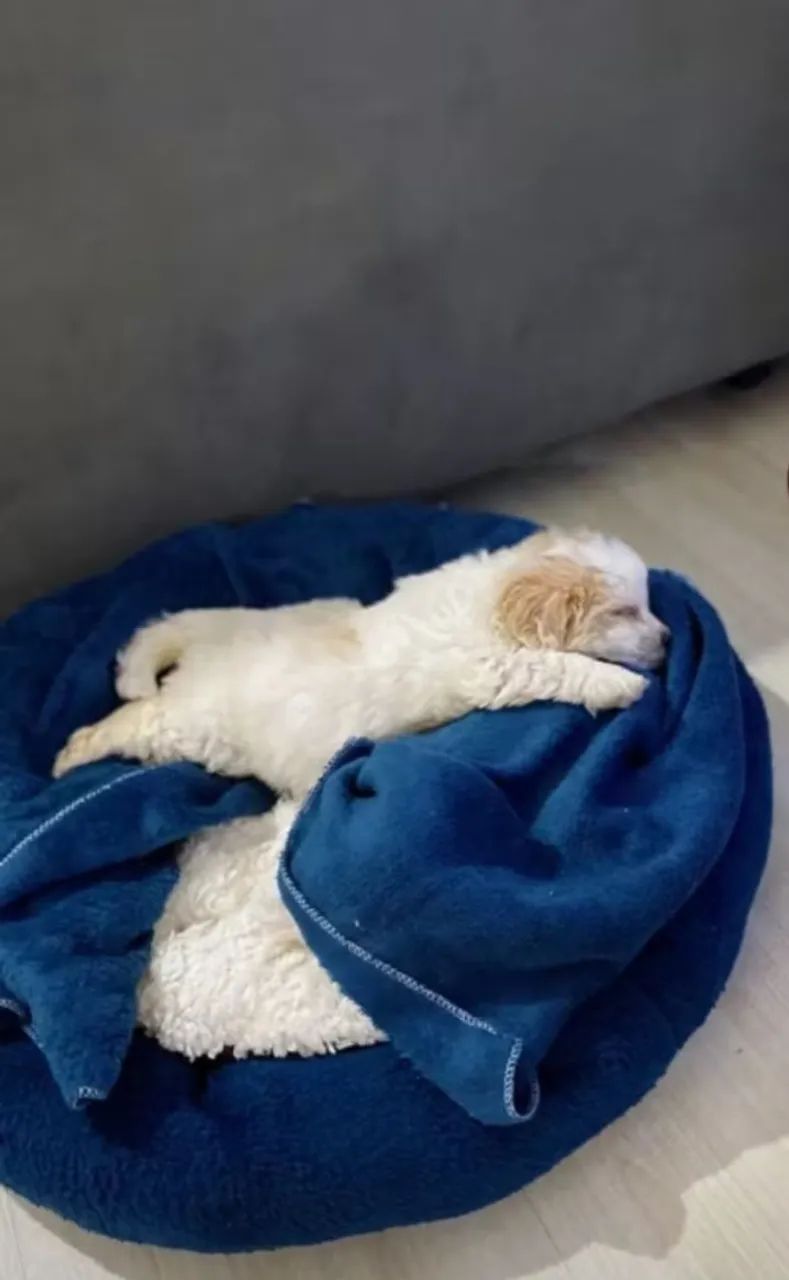 Cama Para Cachorro E Gato 