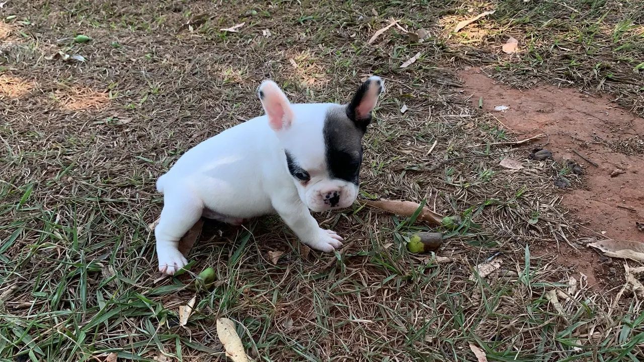 Bb de buldogue feminha