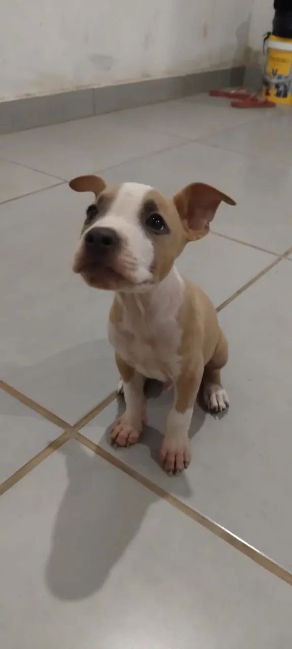 Vendo American Staffordshire  - Foto 4
