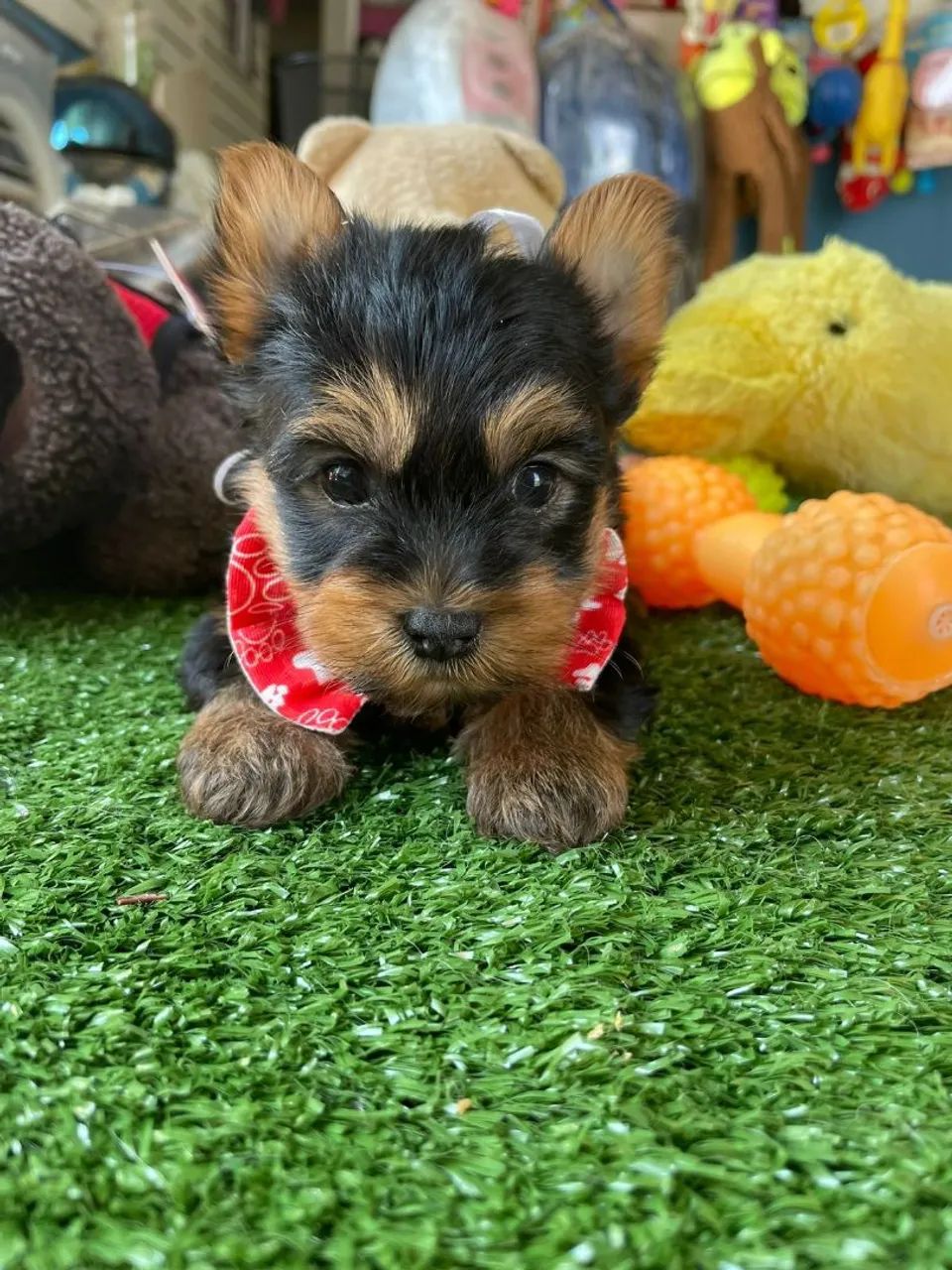 YorkShire terrier macho 
