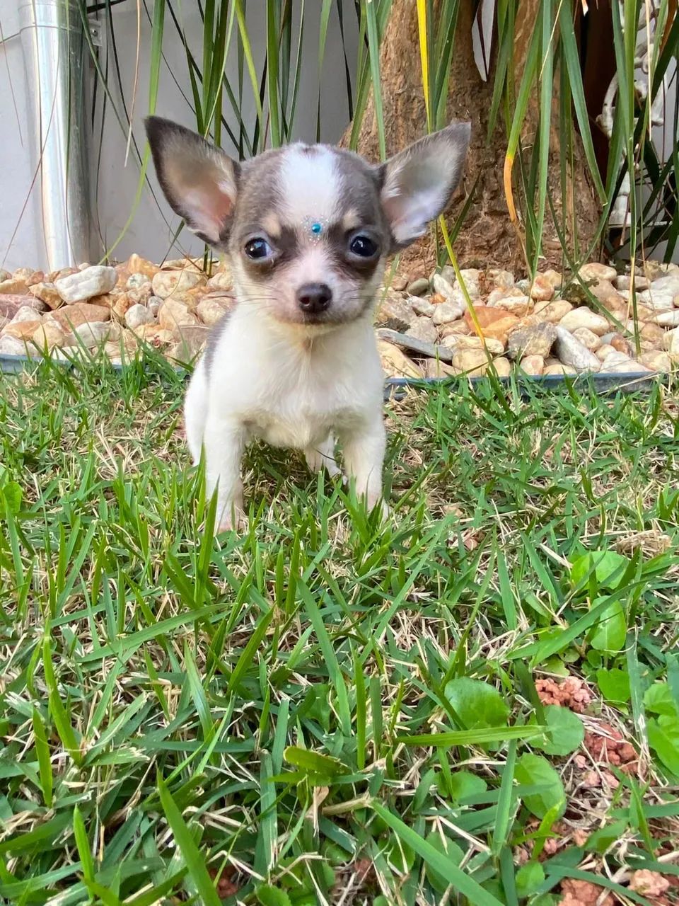 chihuahua  - Foto 2