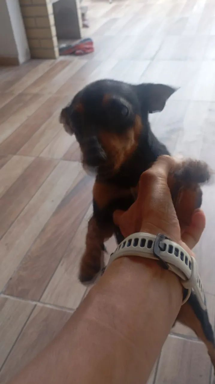 Pincher  - Foto 2
