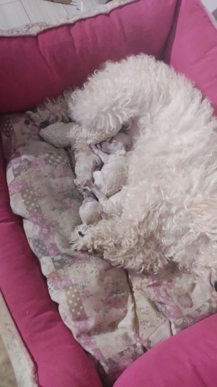 Poodle  - Foto 2