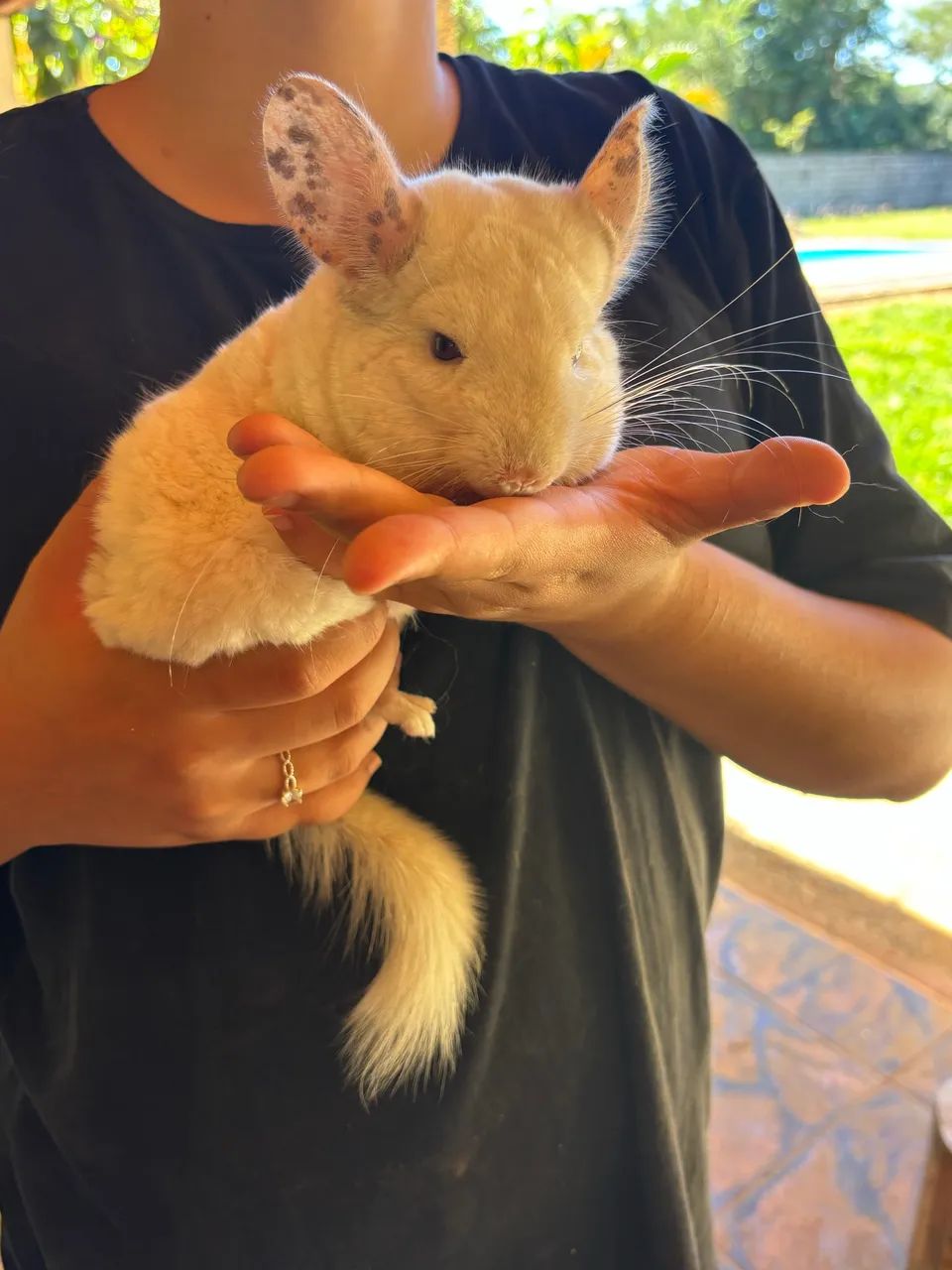 Chinchila macho adulto - Foto 4