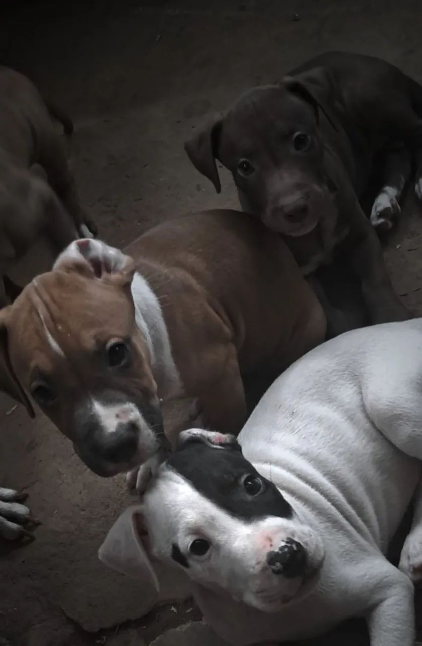 FILHOTES DE Pitbull  - Foto 2