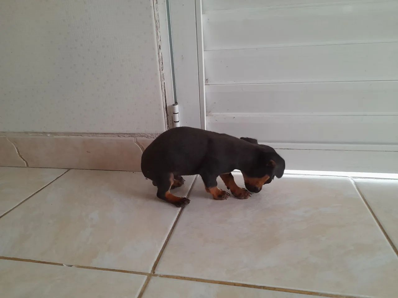 Filhote de pinscher  - Foto 4