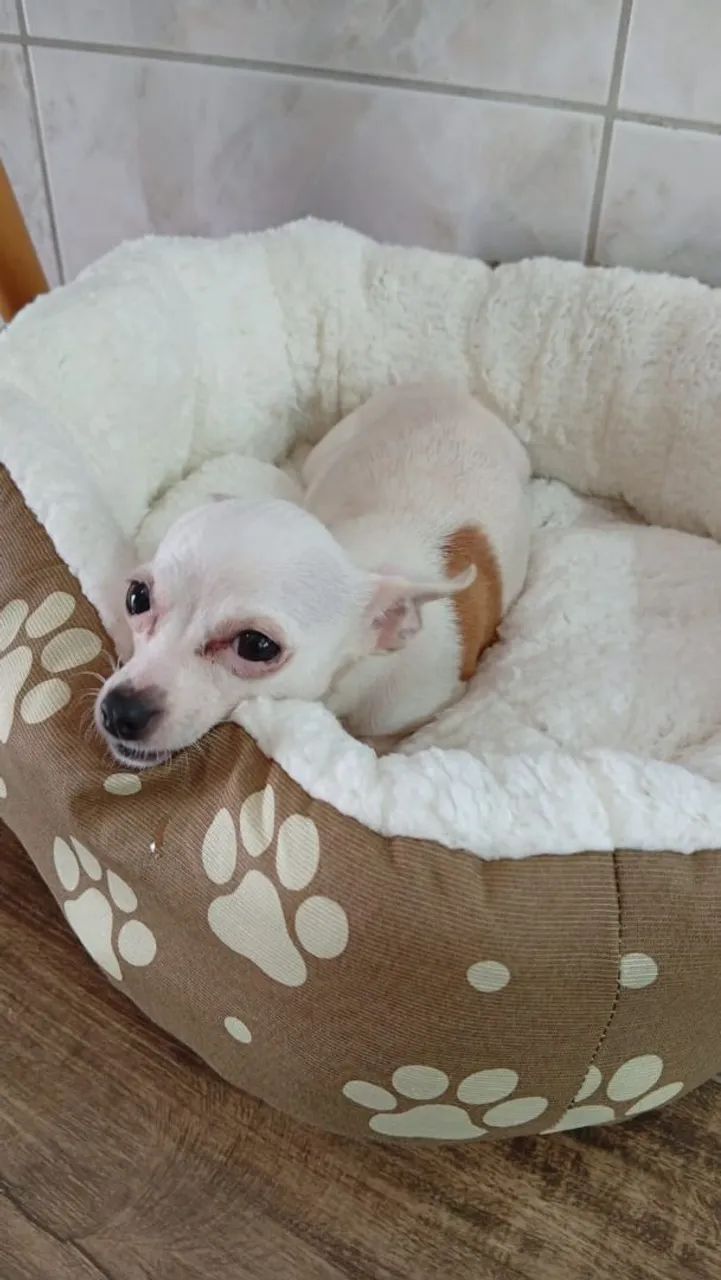 Vendo Pinscher fêmea com 2 anos - Foto 4