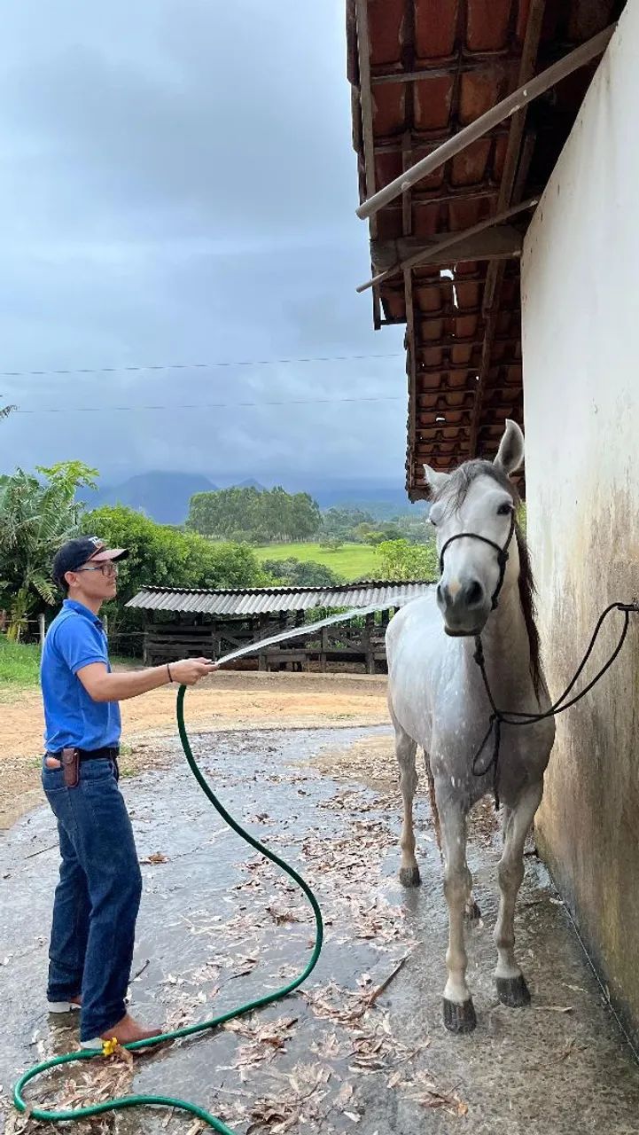 Vendo cavalo castrado com 5 anos e bem dócil  - Foto 5