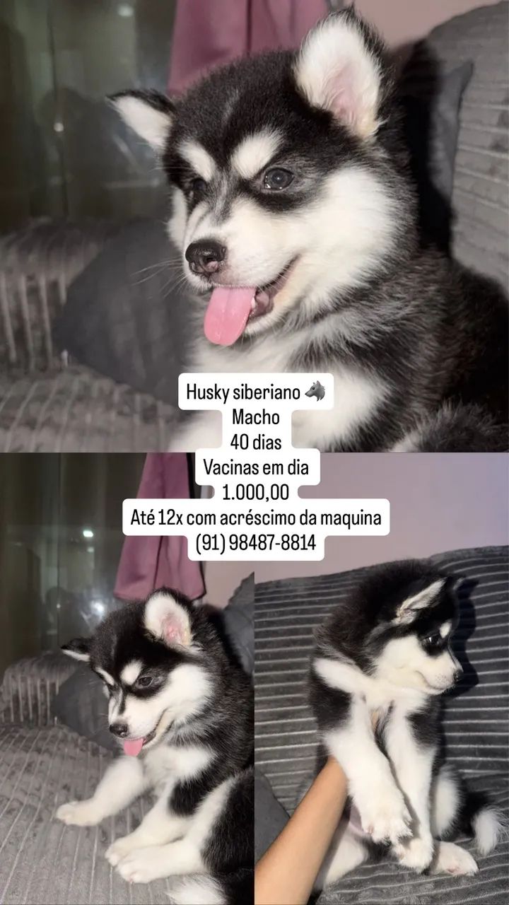 Banho e Tosa - Husky Siberiano 