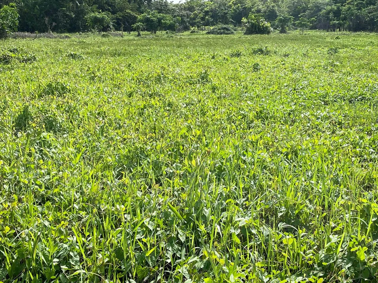 Fazenda ouro negro - Foto 2