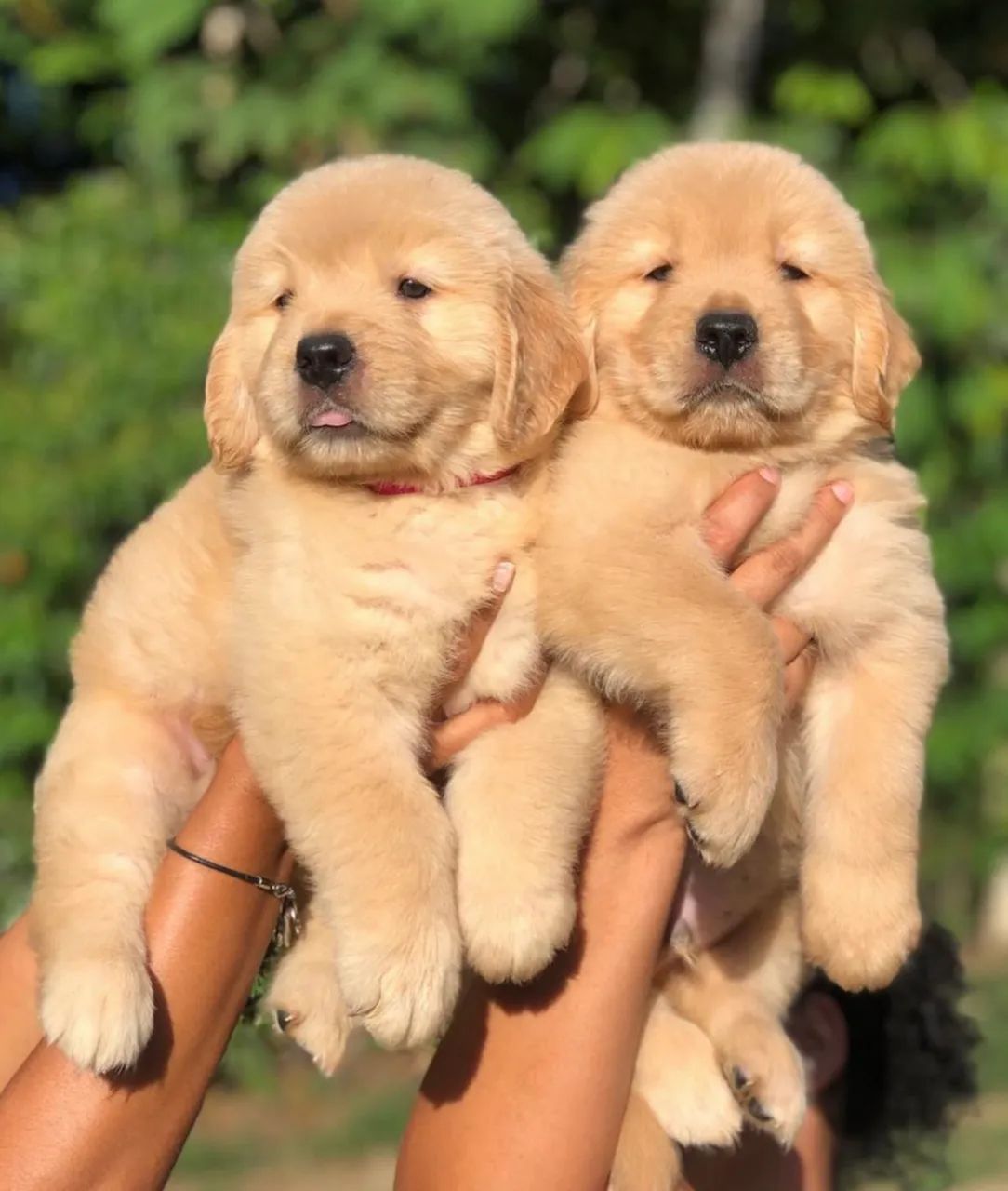 Golden com garantia e vacinado 