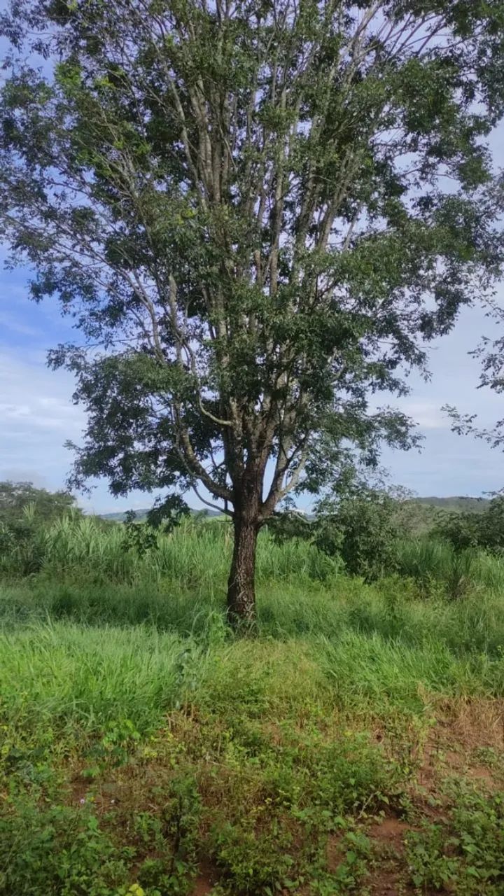 FAZENDA À VENDA - PADRE BERNARDO/GO 127 ALGUEIRES - Foto 2