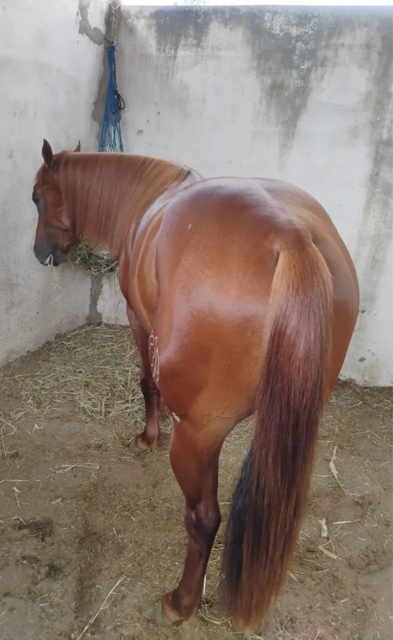 Equinos para adoção - Foto 2