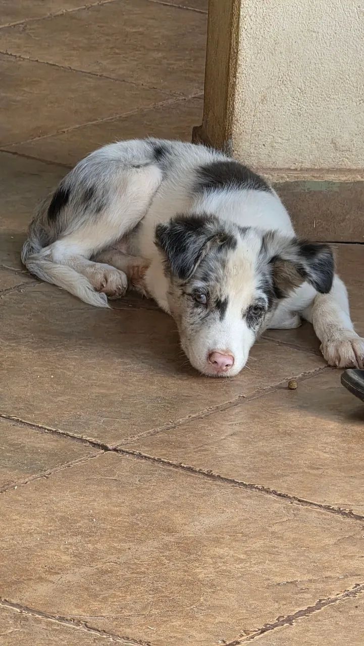 Border collie macho disponível  - Foto 4