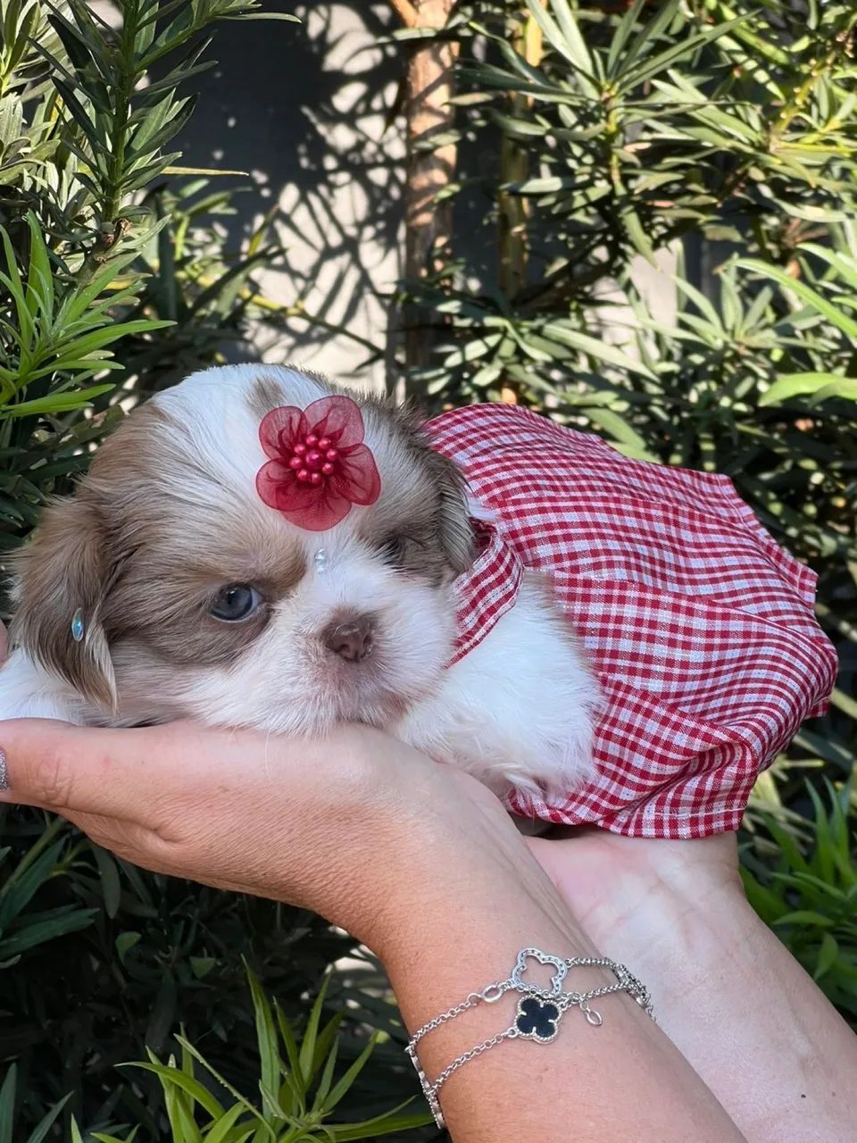 Mínimo shitszu fêmea chocolate - Cachorros - Jardim José Favaro