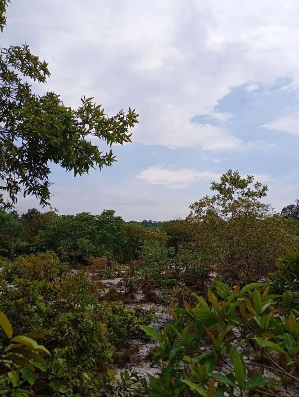 Foto - Manaus - Parque 10 de Novembro