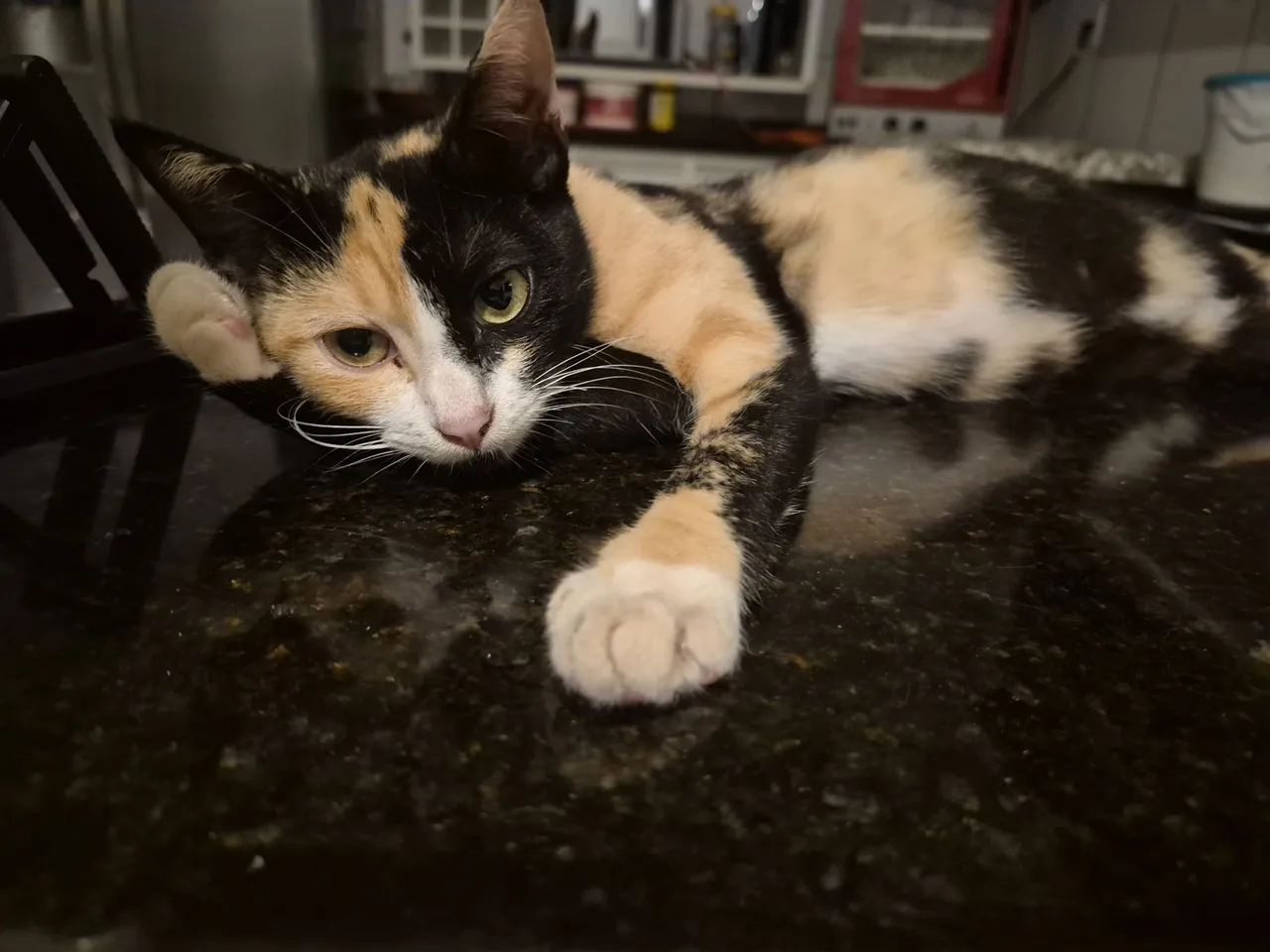 Gatinha linda - Foto 4
