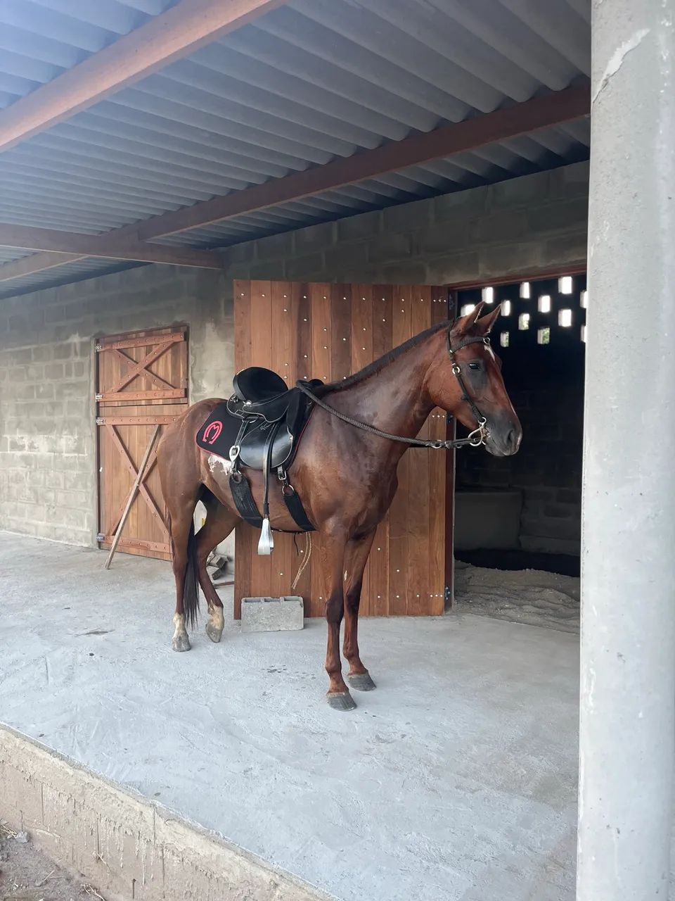 Égua marcha picada  - Foto 4