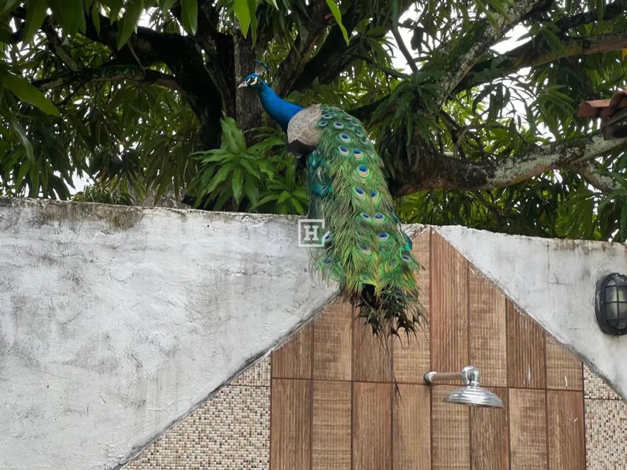 Casa com 3 quartos à Venda, Suíssa - Aracaju - Foto 5