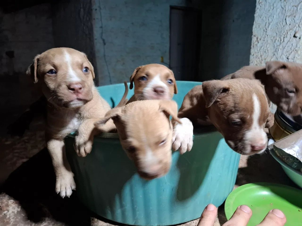 Cachorro - Foto 3