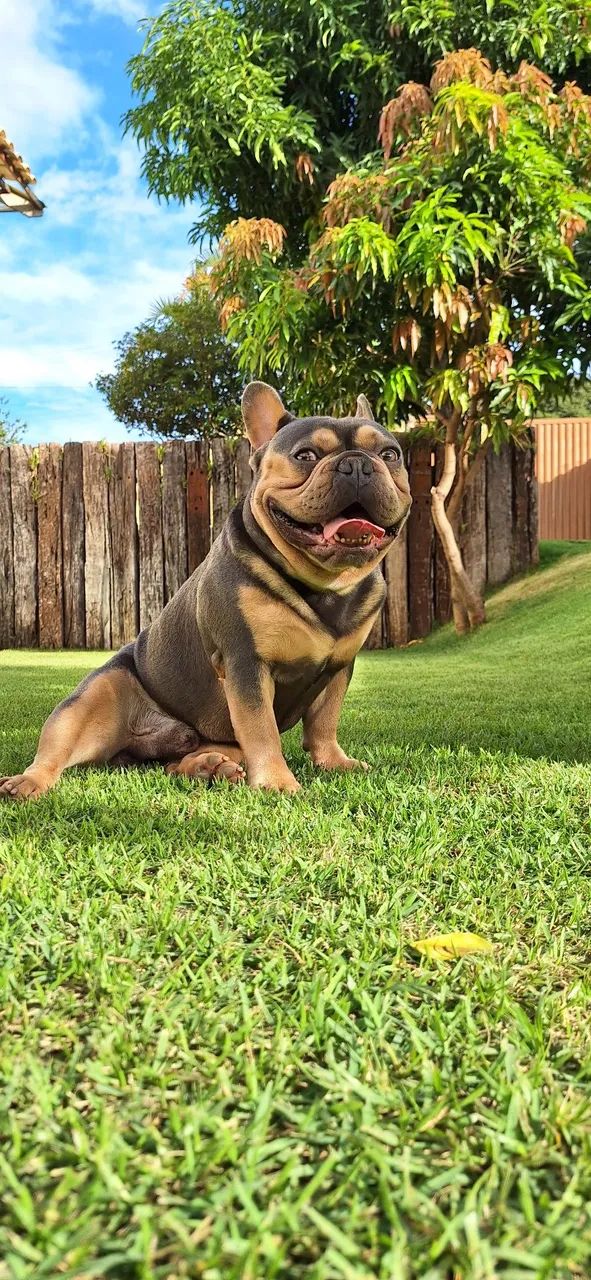 Bulldog Francês blue tan para cobertura 