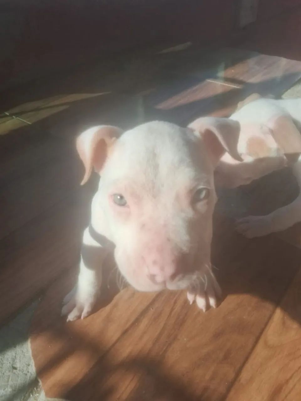 Américan bully  - Foto 3