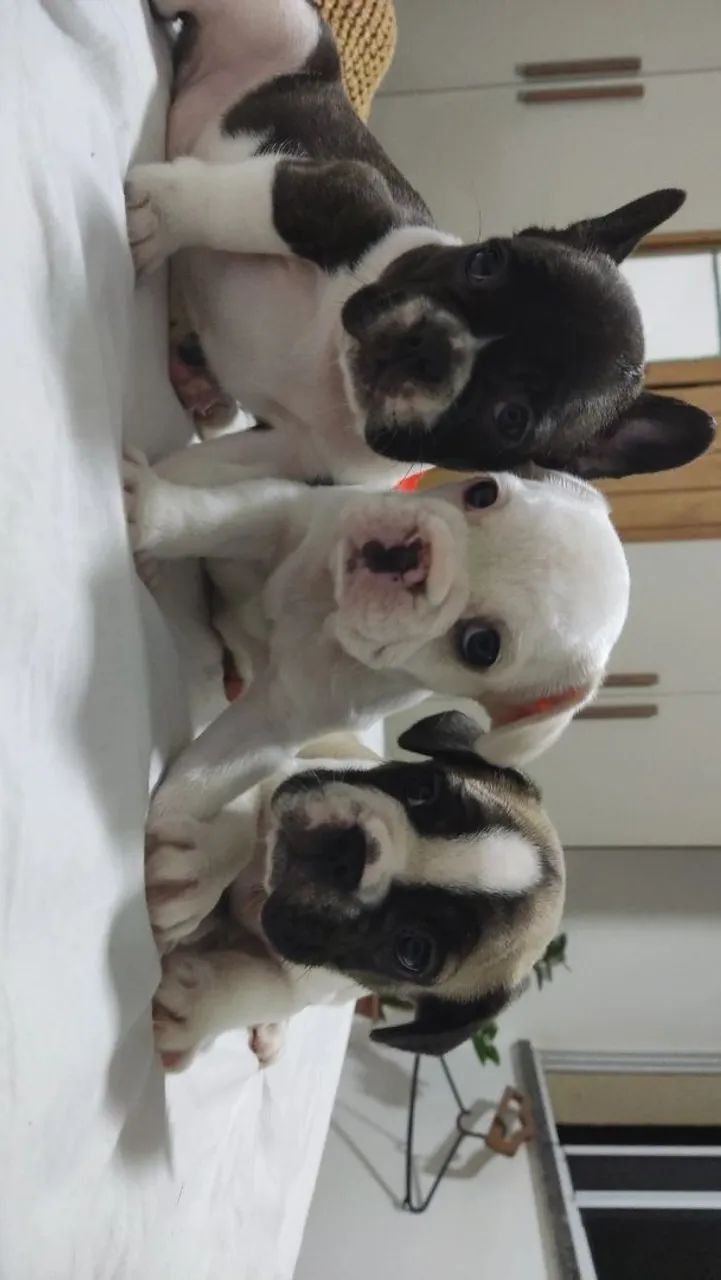 Cachorro bulldog francês - Foto 2