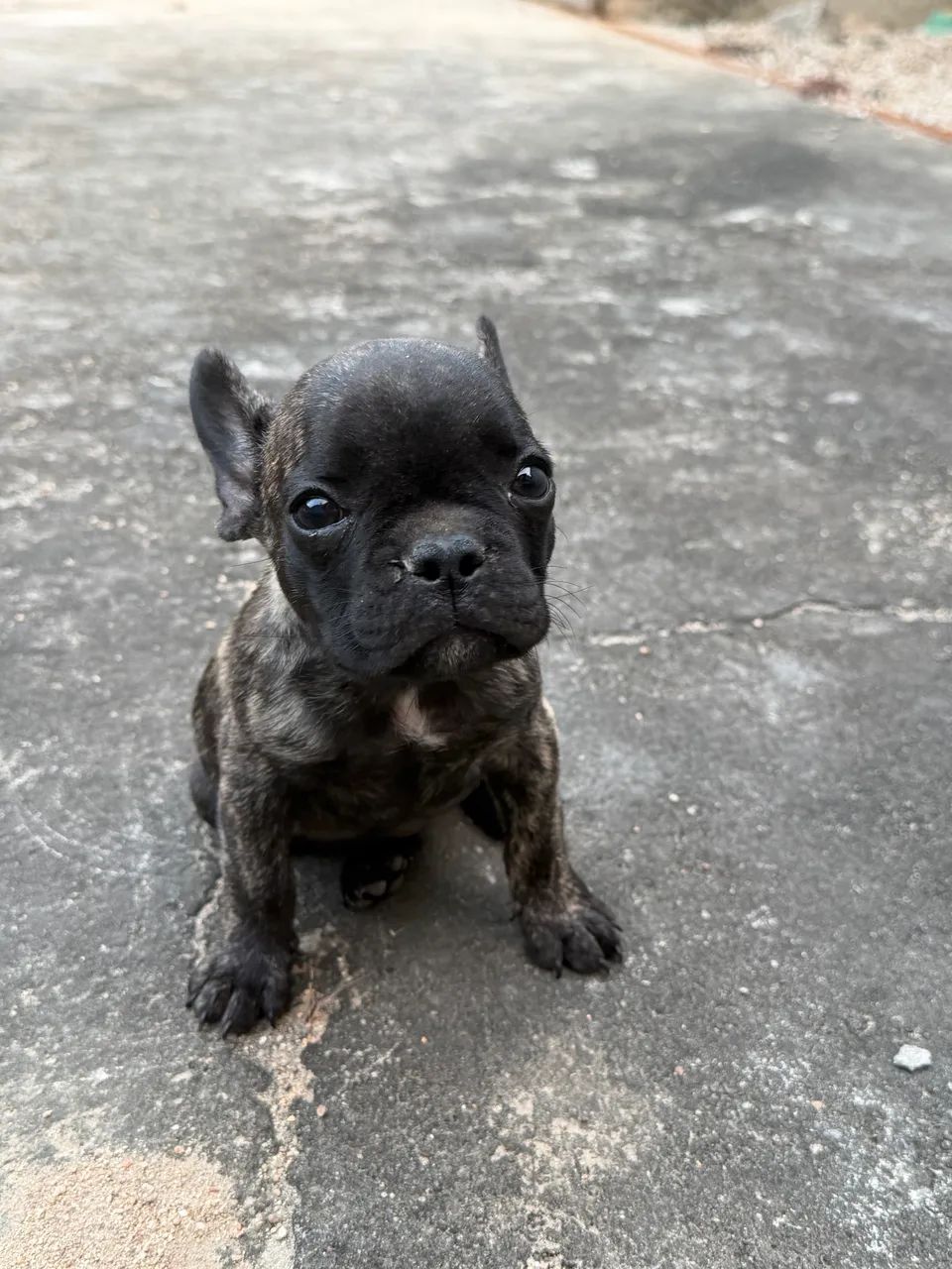 Buldogue Francês  - Foto 4
