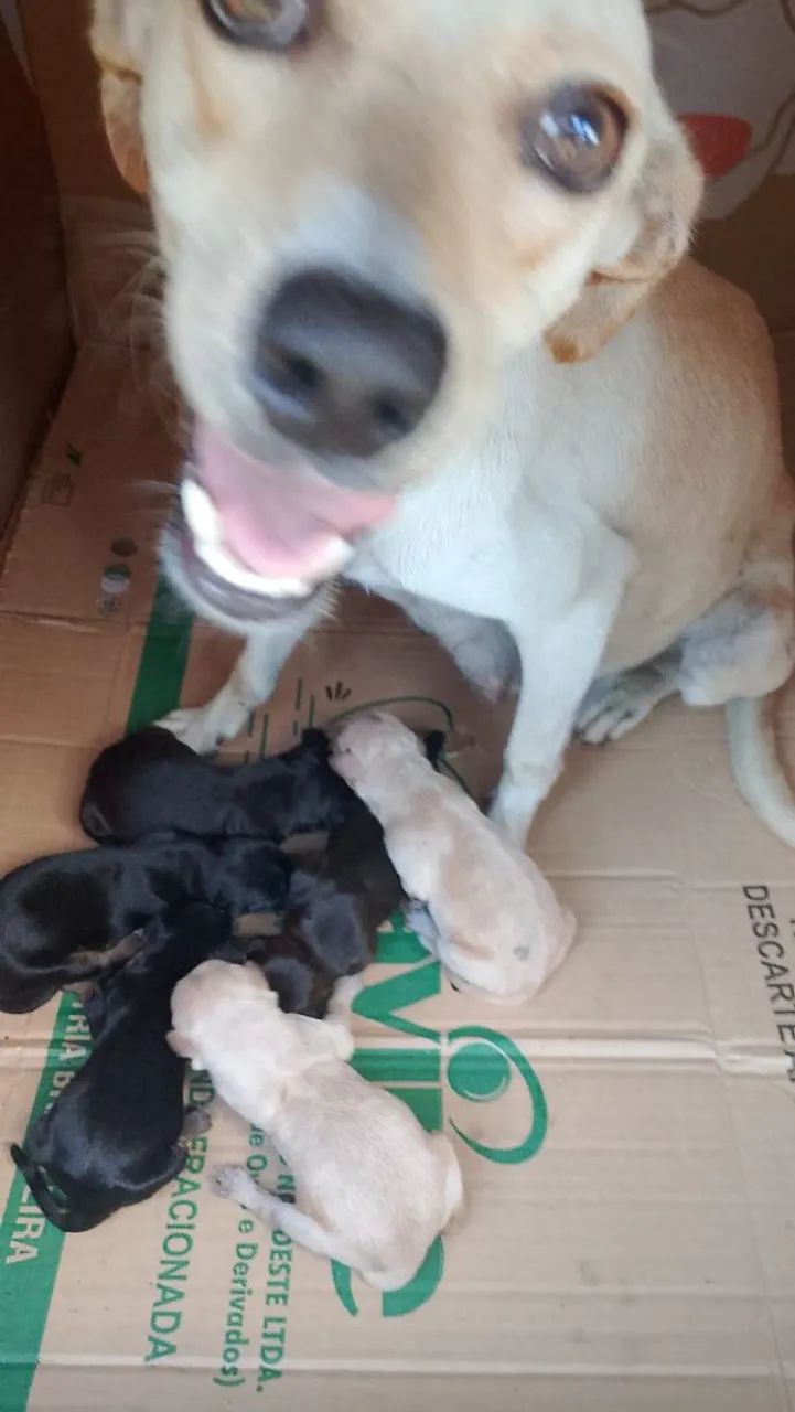 Adoção responsável  - Foto 2