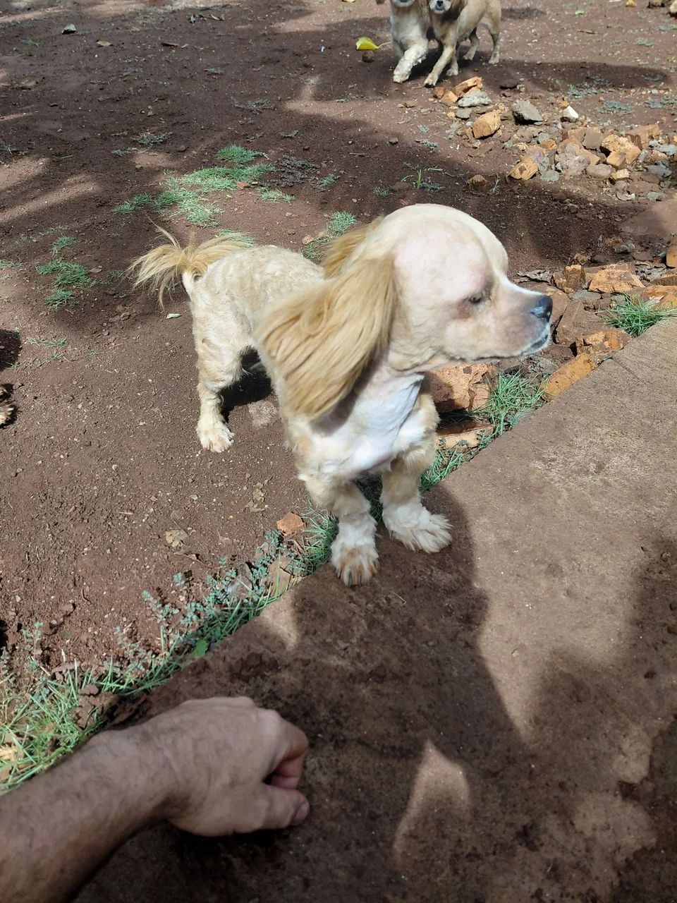 Shitzu macho para doação 