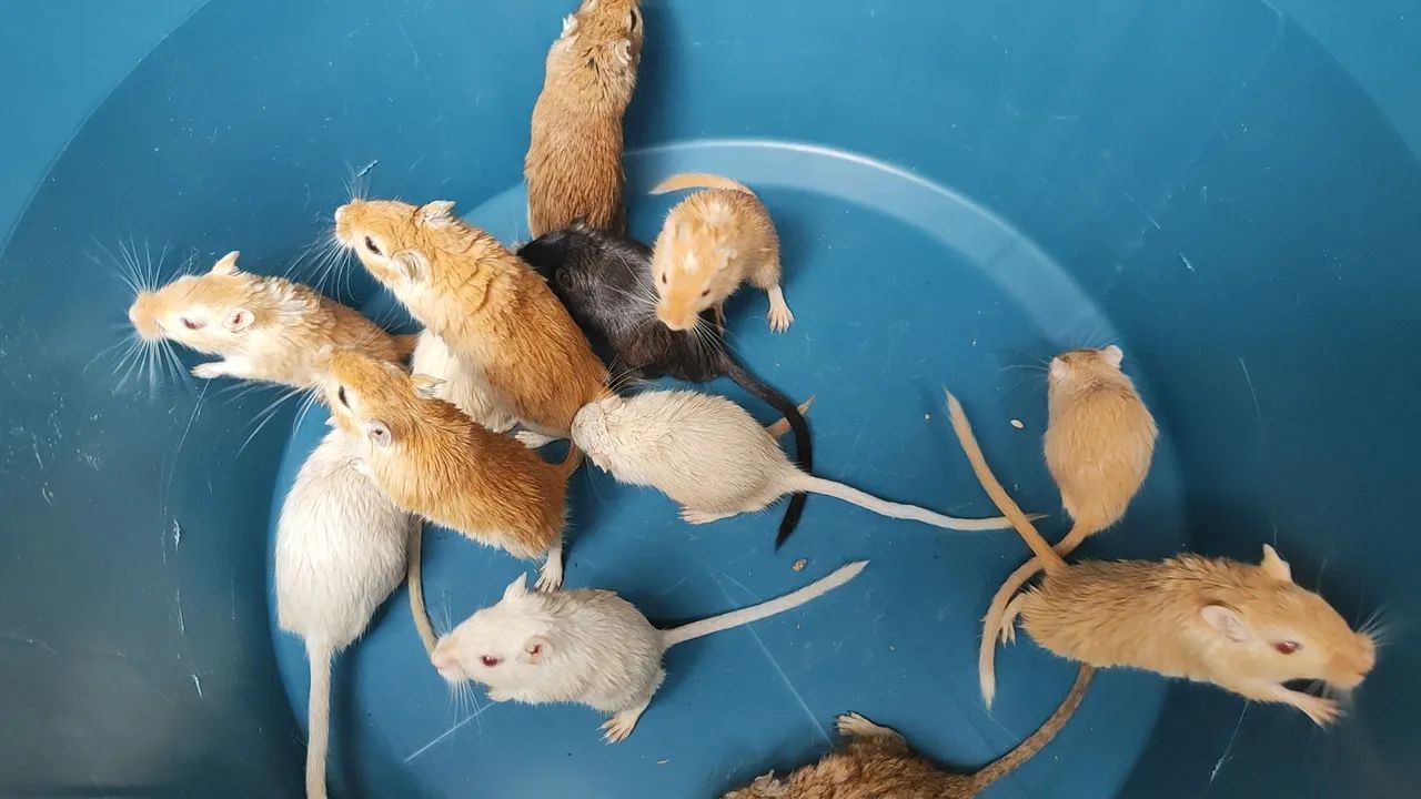 Gerbil65579533497218121