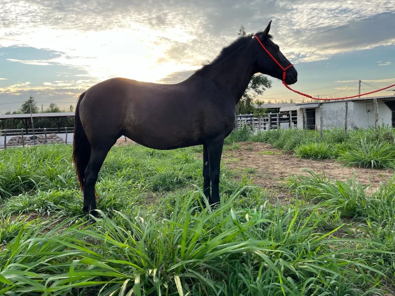 OPORTUNIDADE DUPLA: Cavalo Mangalarga Marchador Registrado + Égua Prenha - Foto 6