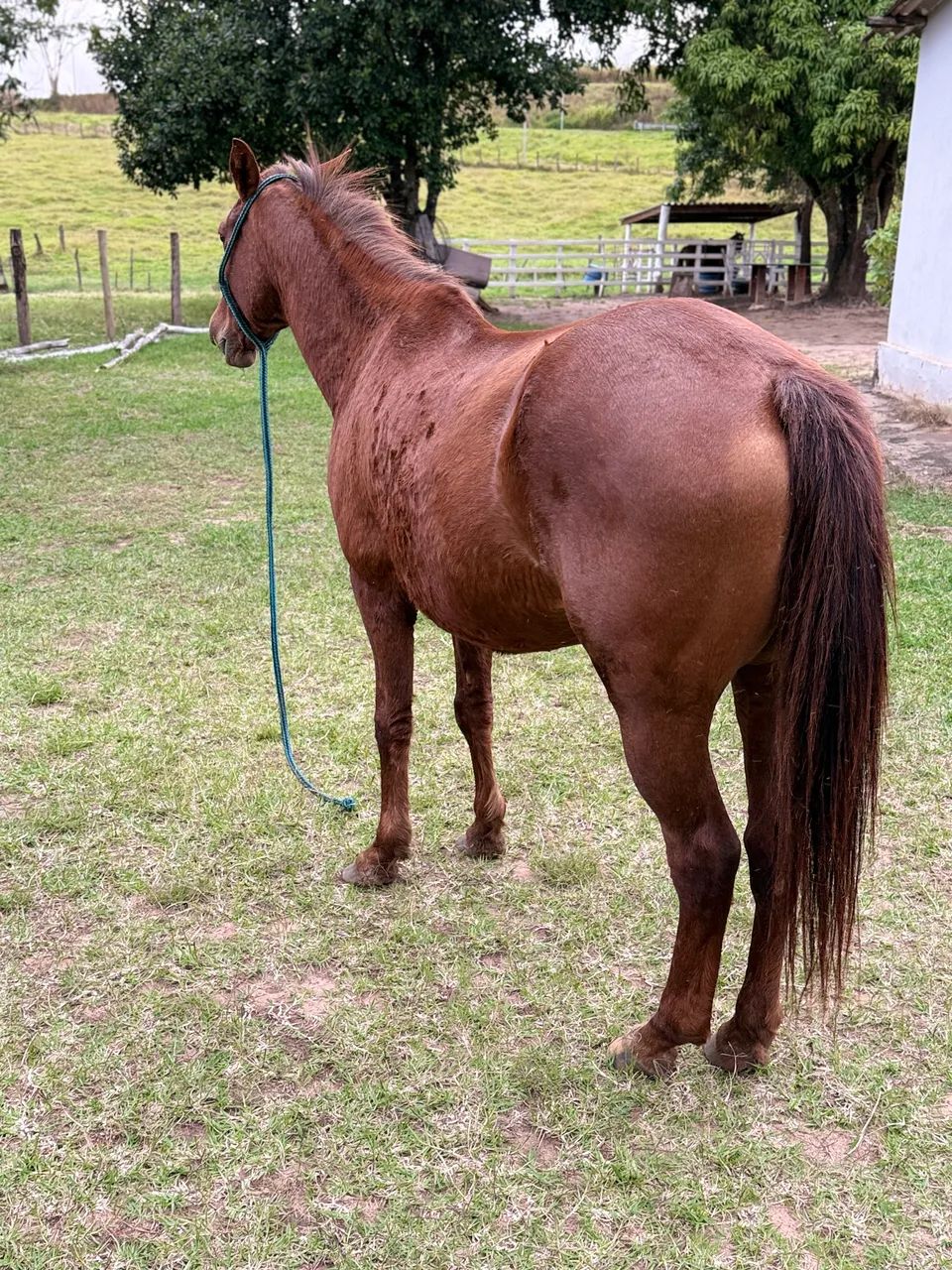 Vende - se Égua  - Foto 5