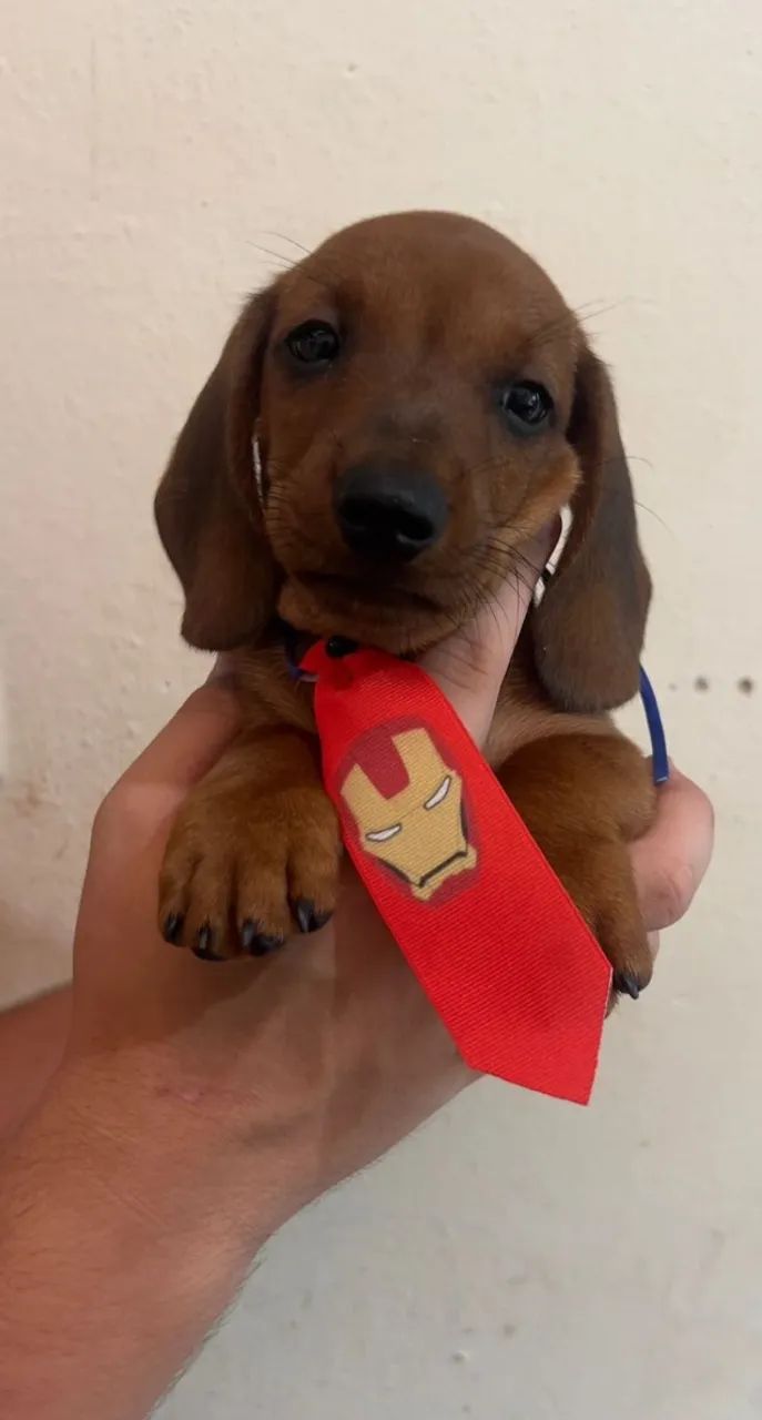 Dachshund encantador pronto para fazer parte da sua família