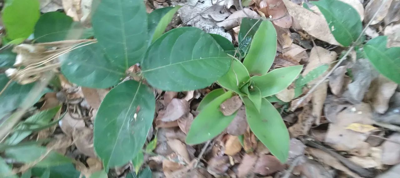 3 mudas de Calysia Fragrans - raíz nua - Foto 2