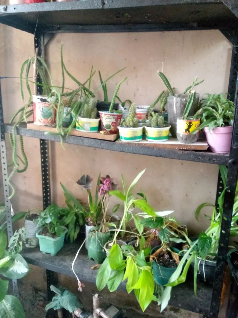 PLANTAS