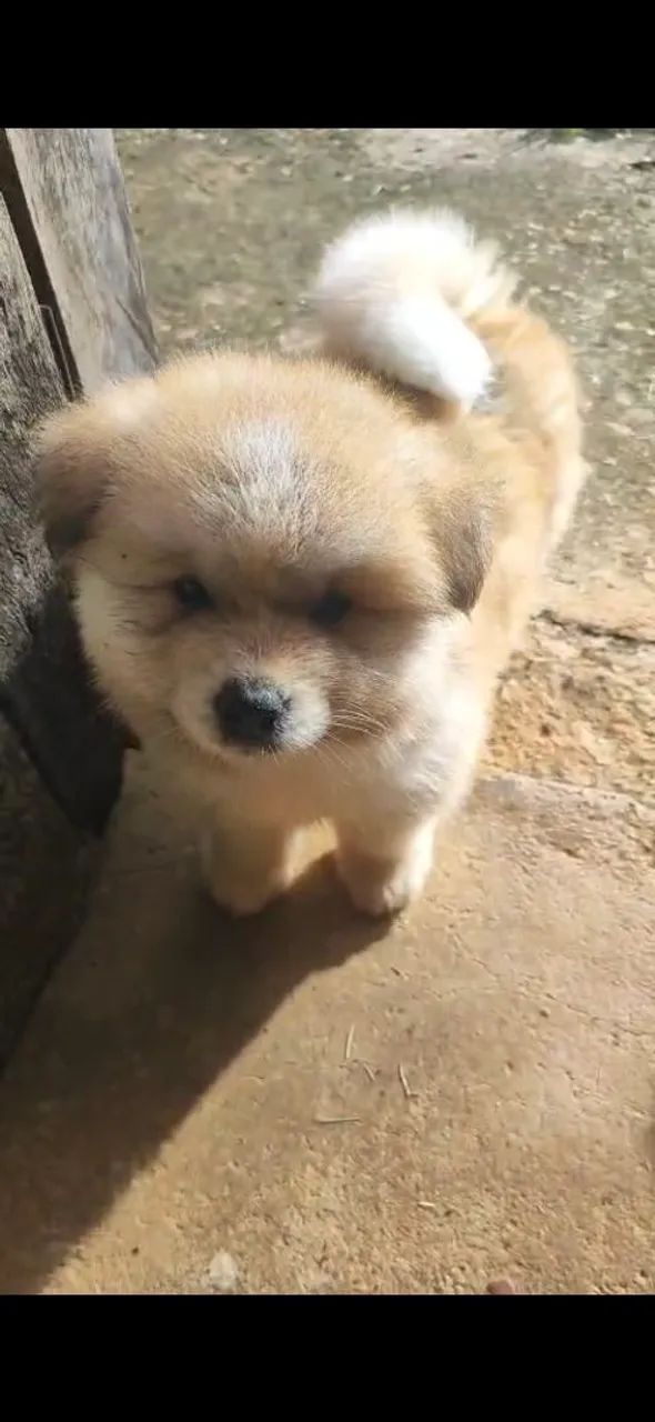 Akita vermelha  - Foto 3