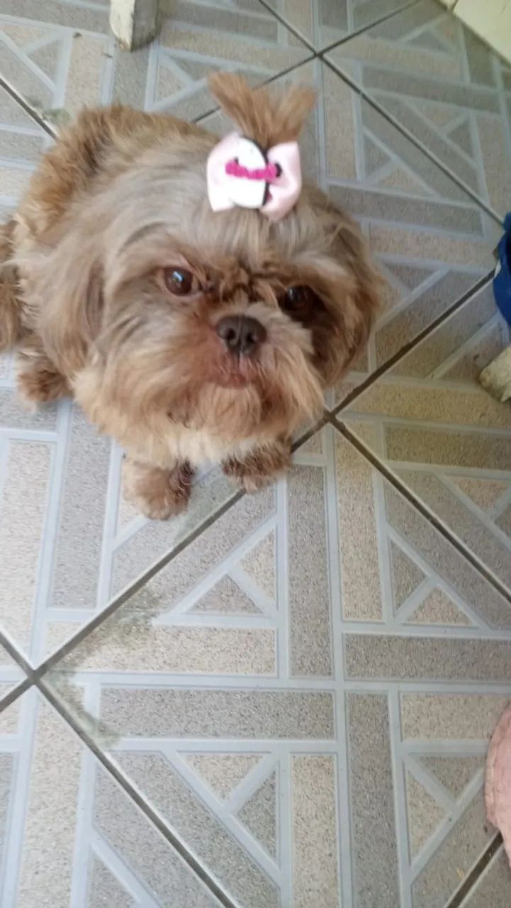 Linda Shitzu 