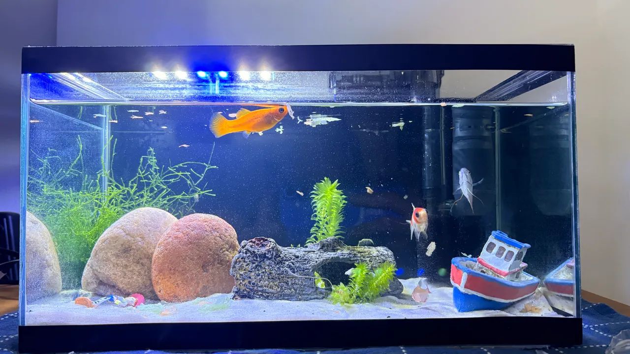 Aquário 20L - Foto 2