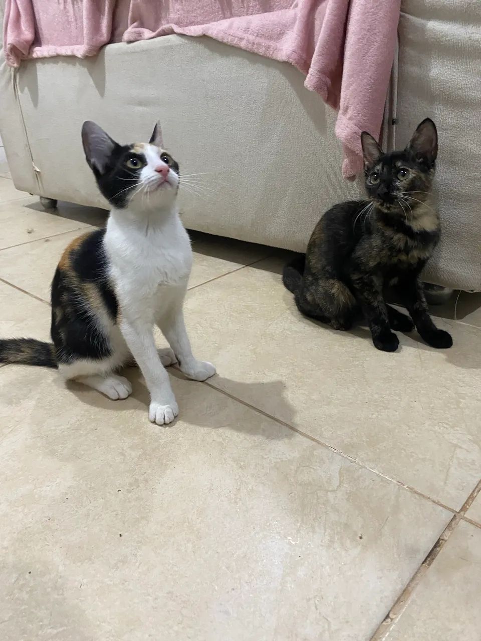 Doação Responsável  - Foto 3